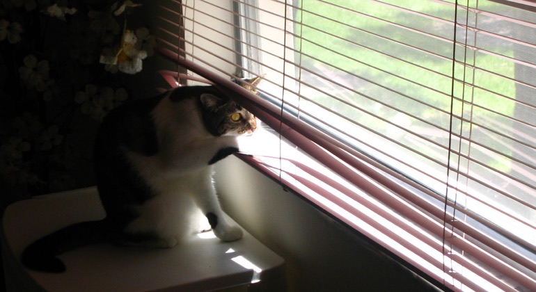 Cat looking through metal blinds in Atlanta.